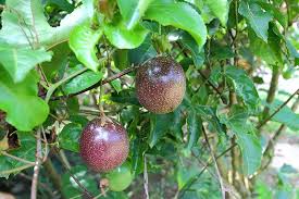 It is a waxy dark purple color when ripe. How To Grow And Care For Passionflower Gardener S Path