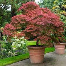 If you are interested in plants please. Emperor Japanese Maple Trees For Sale Fastgrowingtrees Com