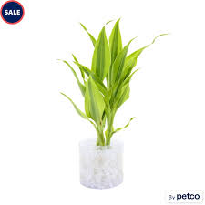 Image result for Dracaena sanderiana