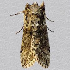 Image result for Polyploca ridens