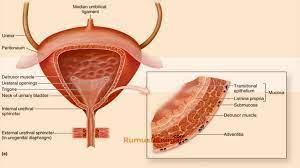 Download jurnal sistem urinaria for free. Kandung Kemih Vesika Urinaria Pengertian Struktur Ciri