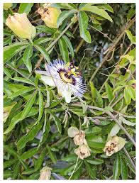 Image result for Passiflora caerulea