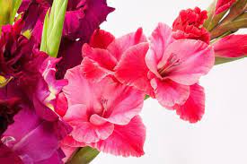 Gladiolus or sword lily is the birth flower for the month of august. August Birth Flowers Gladiolus And Poppy Meanings The Old Farmer S Almanac