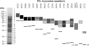 Protein Substrates of a Novel Secretion System Are Numerous in the  Bacteroidetes Phylum and Have in Common a Cleavable C-Terminal Secretion  Signal, Extensive Post-Translational Modification, and Cell-Surface  Attachment | Journal of Proteome