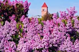Maybe you would like to learn more about one of these? Pin By Sewell Scenics Photography On Spokane Inland Nw By Sewell Scenics Spokane River Lilac Gardening Flowers