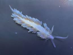 Image result for Bergia salaria