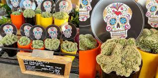 Trader joe's rolls out their day of the dead themed despain's pincushion cactus for the fall. Trader Joe S Is Selling Mini Brain Cacti