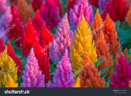 Plumped Celosia Flower Stock Photo 171725486 Shutterstock Celosia Flower Flowers Seeds