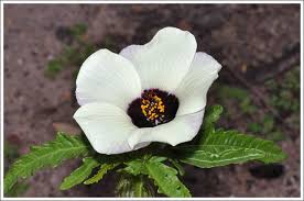 Image result for Hibiscus tridactylites