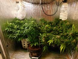 G13+ helps companies develop and manage their climate strategy in line with their business goals. G13 X Blueberry Headband Von Emerald Triangle Cannabis Sorten Infos