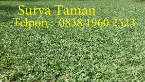 Bibit rumput gajah mini hijau 100×100 cm: Tukang Taman Bekasi Tukang Rumput Bekasi Sumarecon Bekasi Surya Taman