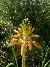 Image result for Aloe cooperi