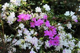 Stock photo 278188314 from depositphotos. White And Pink Azaleas Photograph By Cynthia Guinn