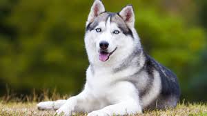 Top 5 Most Beautiful Husky Cross Breeds
