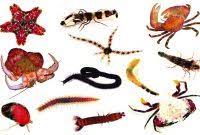 Check spelling or type a new query. Soal Essay Dan Jawaban Tentang Arthropoda
