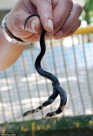 Mutant Chinese Cobra Found With Two Heads That Fight With Each Other In 2021 Pet Snake Snake Two Heads