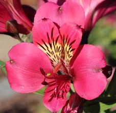 Image result for Alstroemeria pulchella