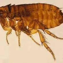 Image result for Pycreus muricatus