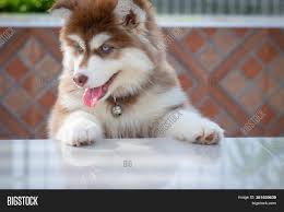 These are some of the pics of siberian husky pups i took over the last year or so Cute Siberian Husky Image Photo Free Trial Bigstock