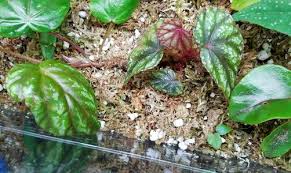 Image result for Begonia kisuluana