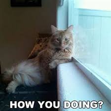 How Are You Doing Memes