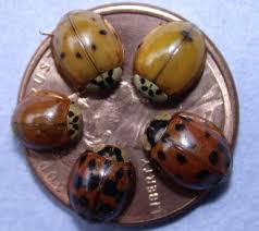 Stink bug eggs bug identification insect eggs spider eggs shield bugs green shield leaf beetle driftwood crafts drift wood pebble art ladybugs egg cartons animals insects egg carton insect eggs. Harmonia Axyridis An Overview Sciencedirect Topics