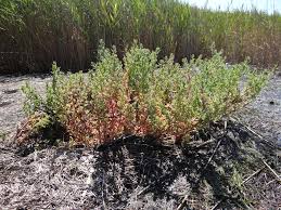 Image result for Suaeda sp. B