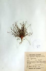 Image result for Eleocharis atropurpurea