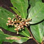 Image result for Gilbertiodendron