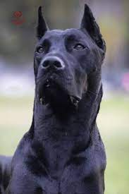 Canis Panther - Black Hybrid Guardian Guard Dog Breeds Best Guard Dogs Doberman Pinscher Dog