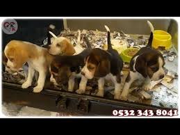 beagle yavru kopek panosundaki pin