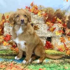 Check spelling or type a new query. Klark Nova Scotia Duck Tolling Retriever Puppy 623903 Puppyspot