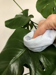 Not only does this clean the leaves, it kills insects too. How To Clean House Plants Leaves My Tasteful Space