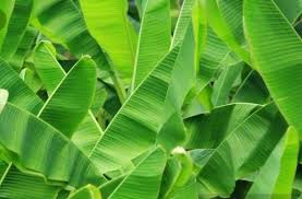 Making disposable plates, packaging and storing material, and fodder. Green Banana Leaf Packaging Size 10 Kg Carton Box Rs 6 Piece Id 22062020755