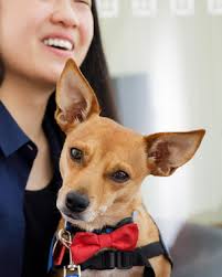 Meet Benny Burrito, a Chihuahua mix. His parents did a doggy DNA test and  found that there were more than 10 different dog breeds in his family tree.  Benny was a stray