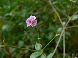 Image result for Boerhavia erecta