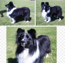 Maybe you would like to learn more about one of these? Border Collie Shetland Sheepdog Dog Breed Rough Collie Old English Sheepdog Png 910x877px Border Collie Breed