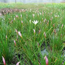 Image result for Zephyranthes candida