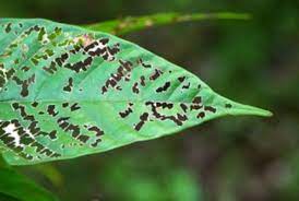 Program within @mayoclinicgradschool is currently accepting applications! The Most Common Plant Defects And Their Causes Ecosystems United