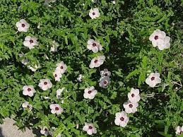 Image result for Pavonia rogersii