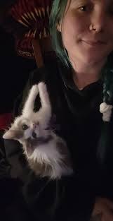 Oh nothing, just my Japanese bobcow kitty. Ms.frizzles joined our family  little over a month ago and I've always thought she looked like a little  cow. She also has the USA map