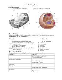Plant cell vs animal cell diagram labeled. Grade 10 Biology Review