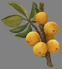 Image result for Vangueriopsis lanciflora