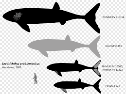 Its head bears light armoring to protect itself from mosasaurus and a powerful. Leedsichthys Png Images Pngwing