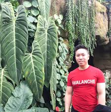 While these plants tend to be low light indoor plants, they're often understory plants in the wild. Aroids Hashtag On Twitter