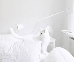 White Cat White Aesthetic White Aesthetic Cat Aesthetic White Cats