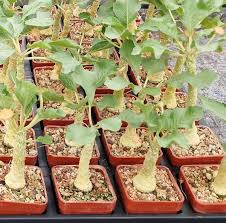 Image result for Dorstenia psilurus