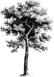 Bagai langit dan bumi yang tak pernah sealam bagai hitam dan putih yang tak pernah sewarna hanya ki. Svg Pokok Imej Daun India Imej Ikon Svg Percuma Svg Silh
