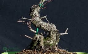 Moreover, it doesn't mind shade! Trunks Growing Bonsai