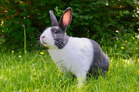 See more ideas about food, holiday recipes, recipes. Healthy Food Options For Your Rabbit Pets In Stitches